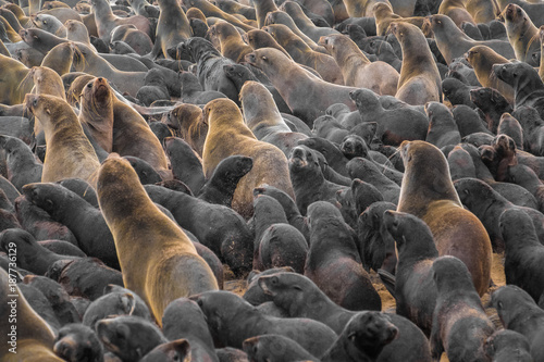 Huge Seal Colonies, Cape Cross Seal Reserve in the Skeleton Coast, Namib desert, western Namibia. Home to one of the largest colonies of Cape fur seals in the world.