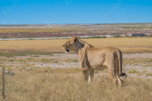 Lioness drinking and stocking zebra at the Nebrownii waterhole, Okaukeujo, Etosha National Park, Namibia