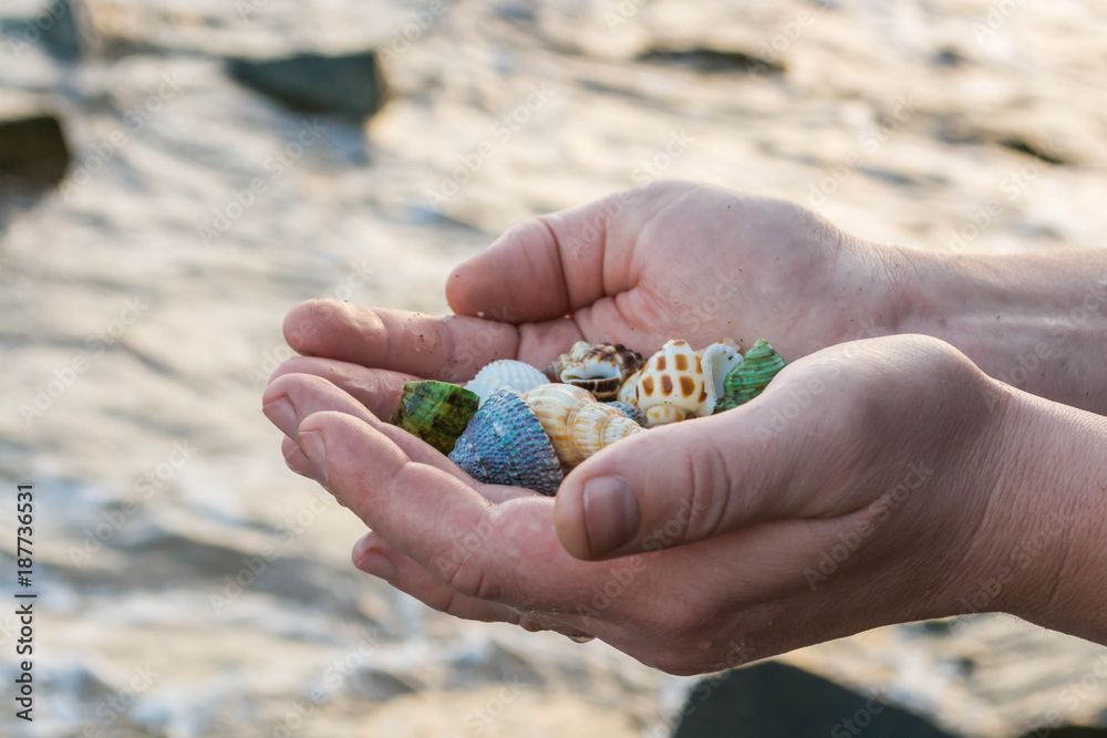 Shells in the hands 3