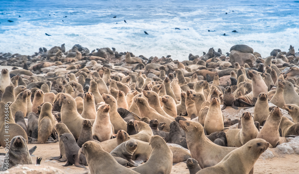 Huge Seal Colonies, Cape Cross Seal Reserve in the Skeleton Coast, Namib desert, western Namibia. Home to one of the largest colonies of Cape fur seals in the world. Huge Seal Colonies, Cape Cross Seal Reserve in the Skeleton Coast, Namib desert, western Namibia. Home to one of the largest colonies of Cape fur seals in the world.