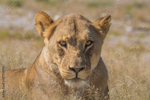 Lioness at the Nebrownii waterhole, Okaukeujo, Etosha National Park, Namibia