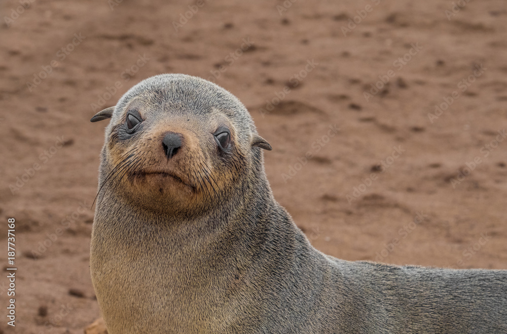 Fototapeta premium Cape Cross Seal Reserve in the Skeleton Coast, Namib desert, western Namibia. Home to one of the largest colonies of Cape fur seals in the world.
