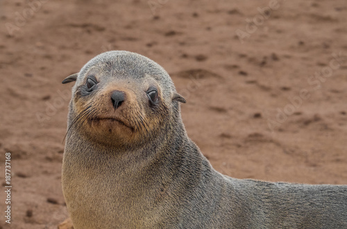 Cape Cross Seal Reserve in the Skeleton Coast, Namib desert, western Namibia. Home to one of the largest colonies of Cape fur seals in the world.