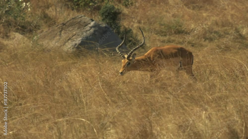 tracking shot of an impala walking in masai mara game reserve, kenya tracking shot of an impala walking in masai mara game reserve, kenya
