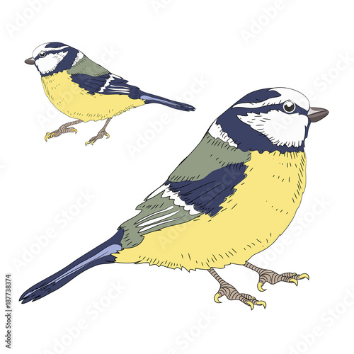 Two great tits birds. Vector illustration on white background