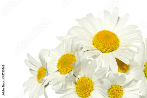 white daisies on white background. white flowers on a white background © Yuliya