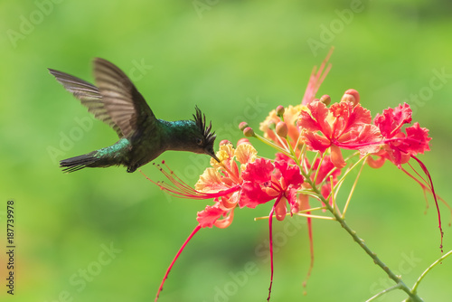 Antillean Crested Hummingbird, beautiful bird flying and eating nectar from the flowers 