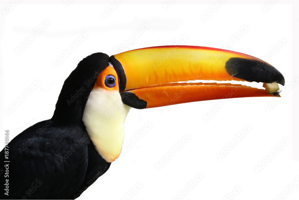 Naklejka premium Toucan