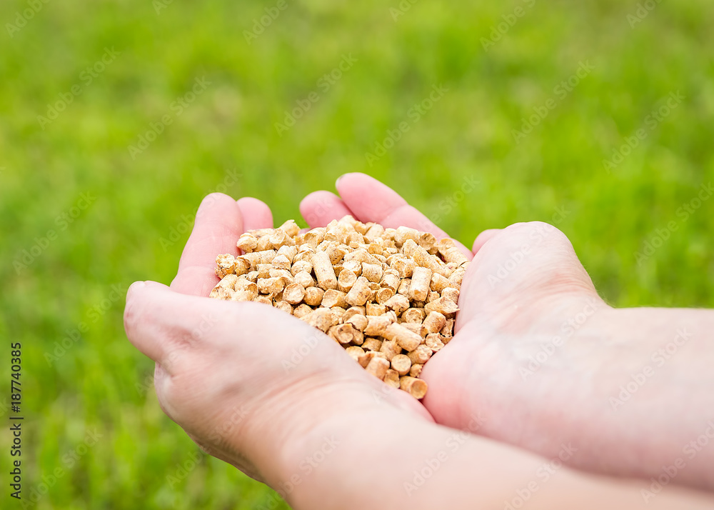 Wood pellets on green grass background in woman hands. Biofuels. Cat litter. Wood pellets on green grass background in woman hands. Biofuels. Cat litter.