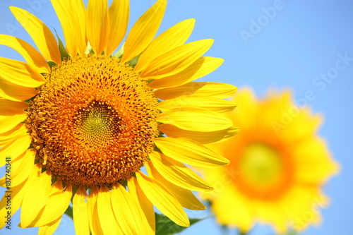 Sunflower field with clear summer sky