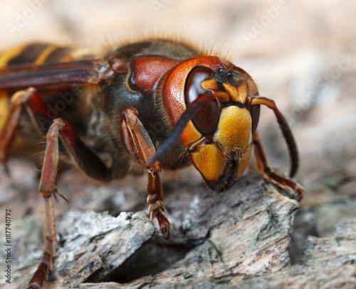 Macro of Hornet