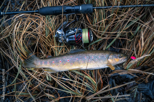 brown trout caught on a wobbly spoon close up