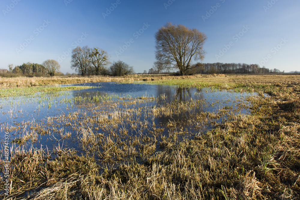 Water flooded meadow and trees without leaves against the sky
