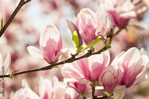 blooming magnolia flowers © bartoshd