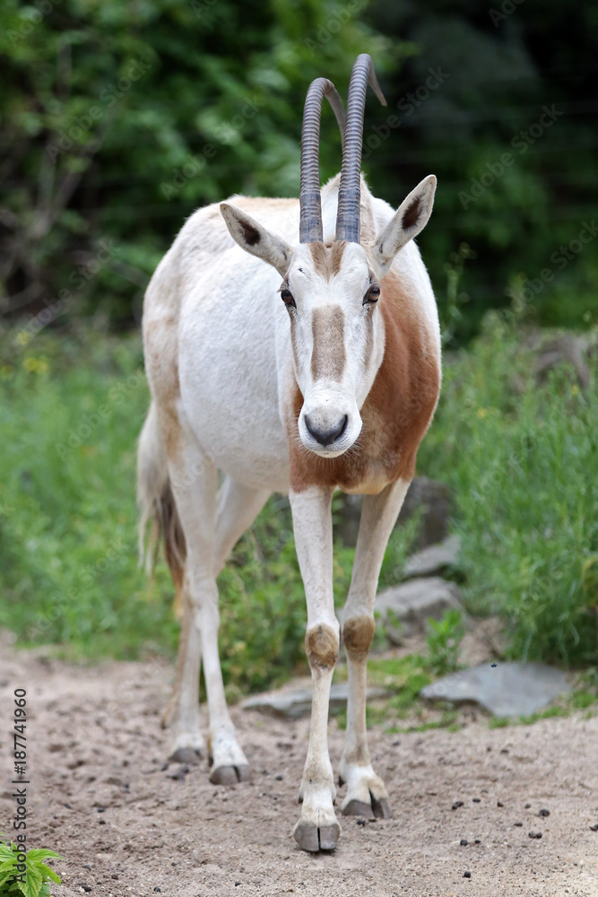 Algazelle Algazelle
