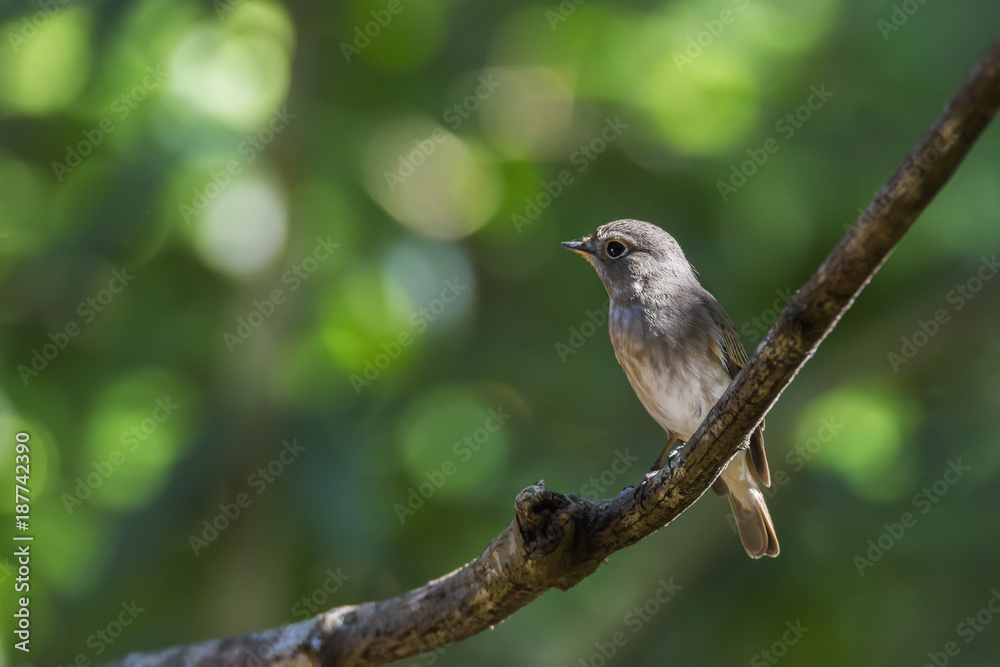 Fototapeta premium Asian brown flycatcher perching on tree branch with green bokeh background , Thailand