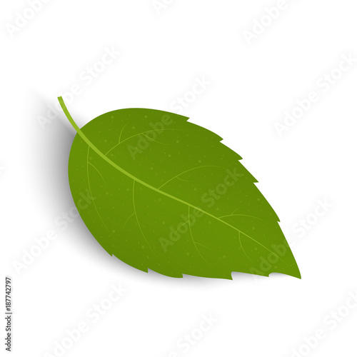Green leaf isolated on a white background. Vector illustration