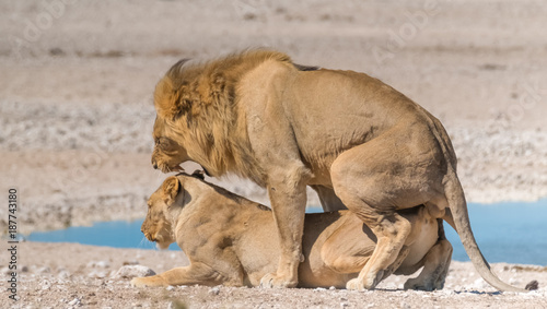 Two male and three female lions take turns at mating, Nebrownii waterhole, Okaukeujo, Etosha National Park, Namibia