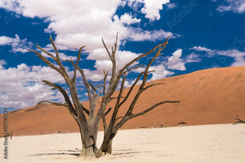 Deadvlei (dead marsh), a dry white clay pan in the Namib-Naukluft Park in Namibia. Surrounded by the highest sand dunes in the world. © Luis