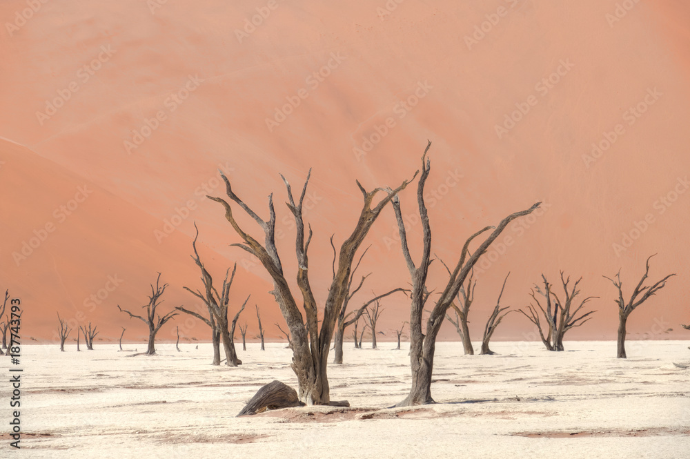 Deadvlei (dead marsh), a dry white clay pan in the Namib-Naukluft Park in Namibia. Surrounded by the highest sand dunes in the world. Deadvlei (dead marsh), a dry white clay pan in the Namib-Naukluft Park in Namibia. Surrounded by the highest sand dunes in the world.
