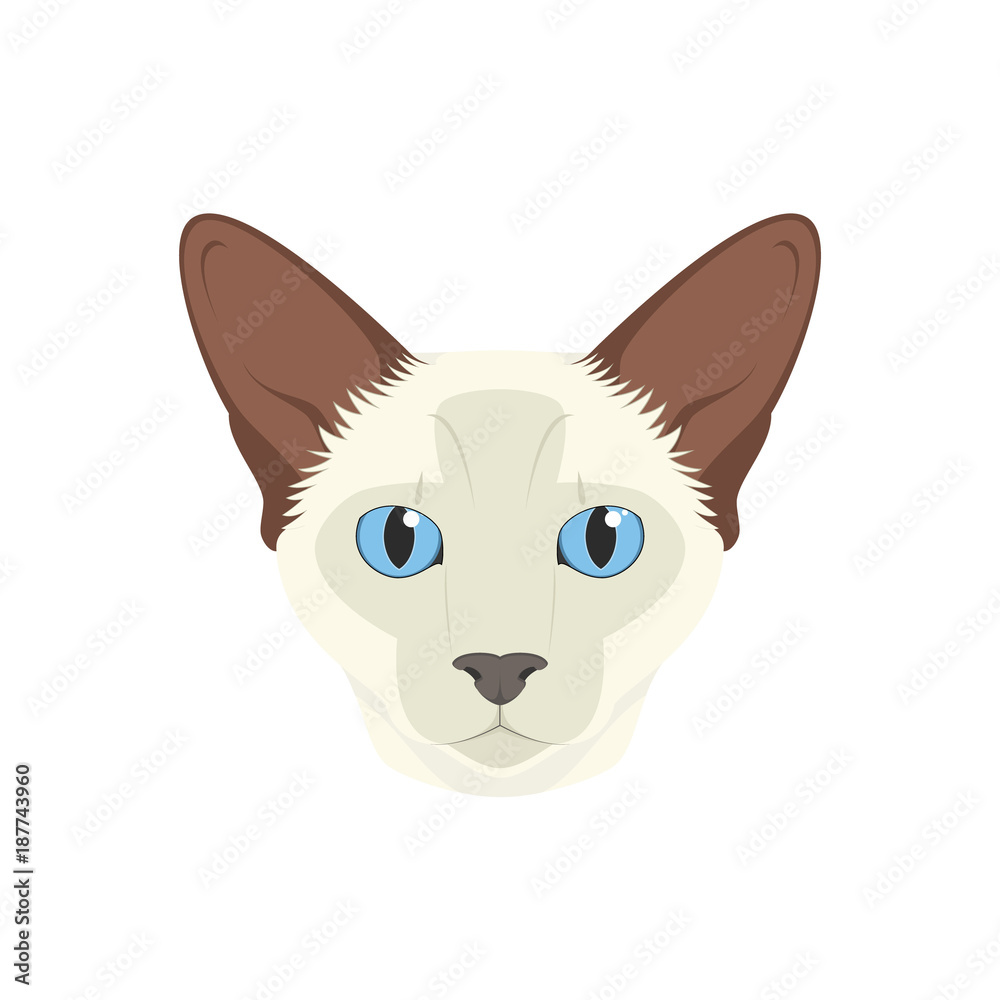 Balinese cat isolated on white background vector illustration