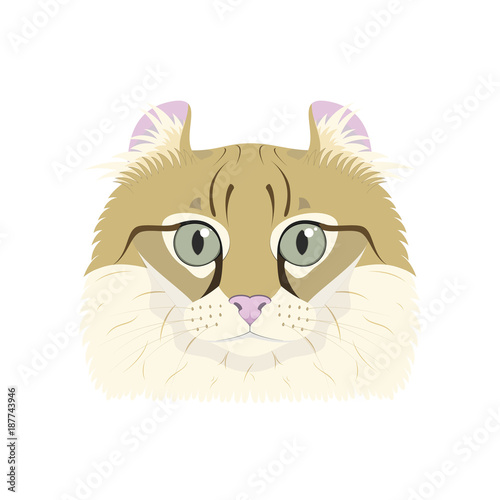 Cuadro en lienzo American Curl cat isolated on white background vector illustration