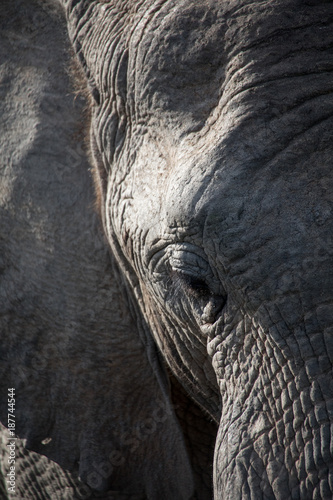 Detail shot of elephant head
