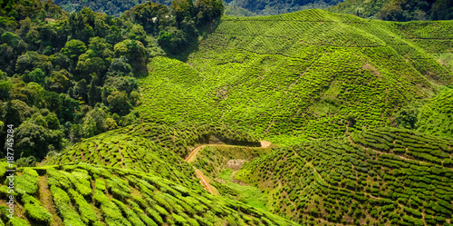 Great view  of all the tea shrubs at the Cameron Valley Tea Plantation or Bharat Tea Plantation in Cameron Highlands, Pahang, Malaysia. © H-AB Photography