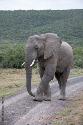 Elephant walking up gravel road