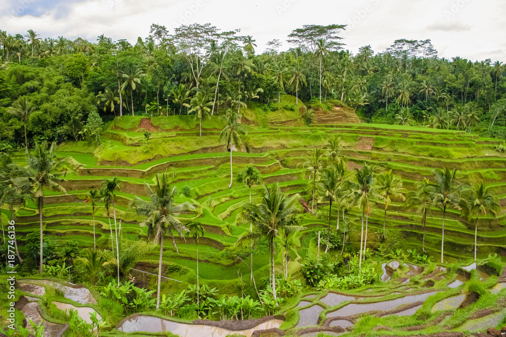 Balinese terraced rice fields, governed by a subak (irrigation system) in the Tegallalang area, Bali, Indonesia.