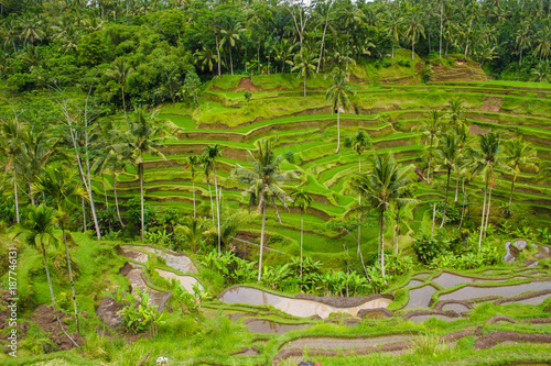 Panoramic view of the Tegallalang terraced paddy fields and the subak water management system in Ubud, Bali, Indonesia.