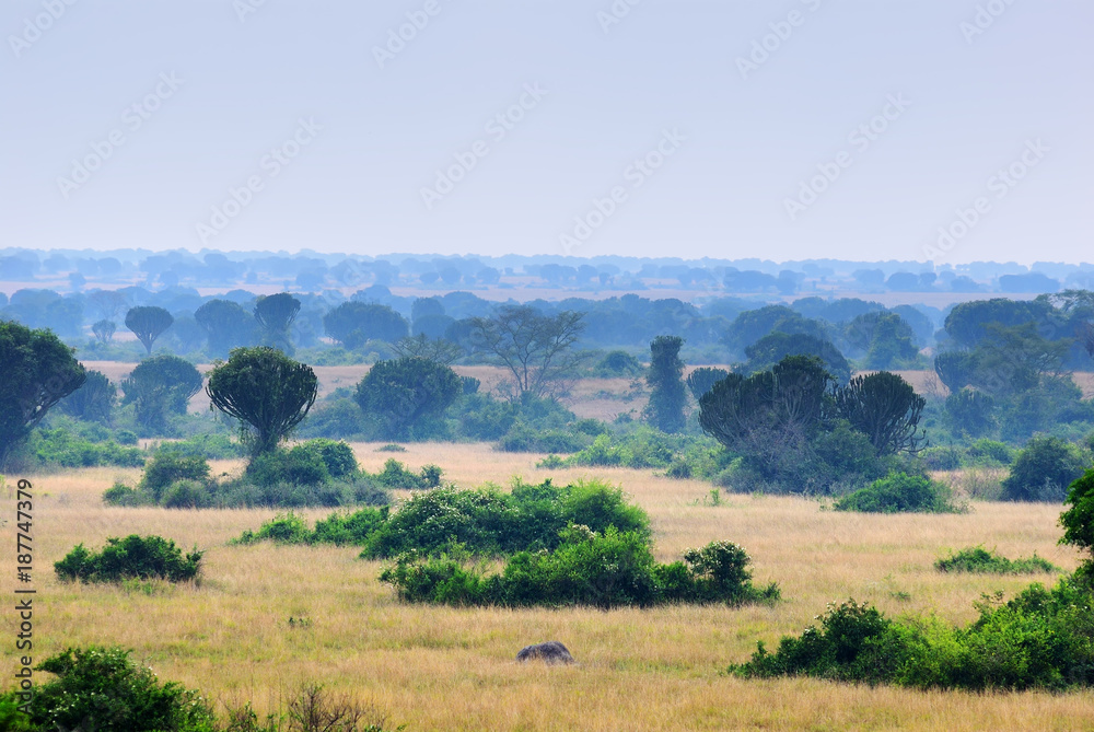 Obraz premium Queen Elizabeth park, Uganda