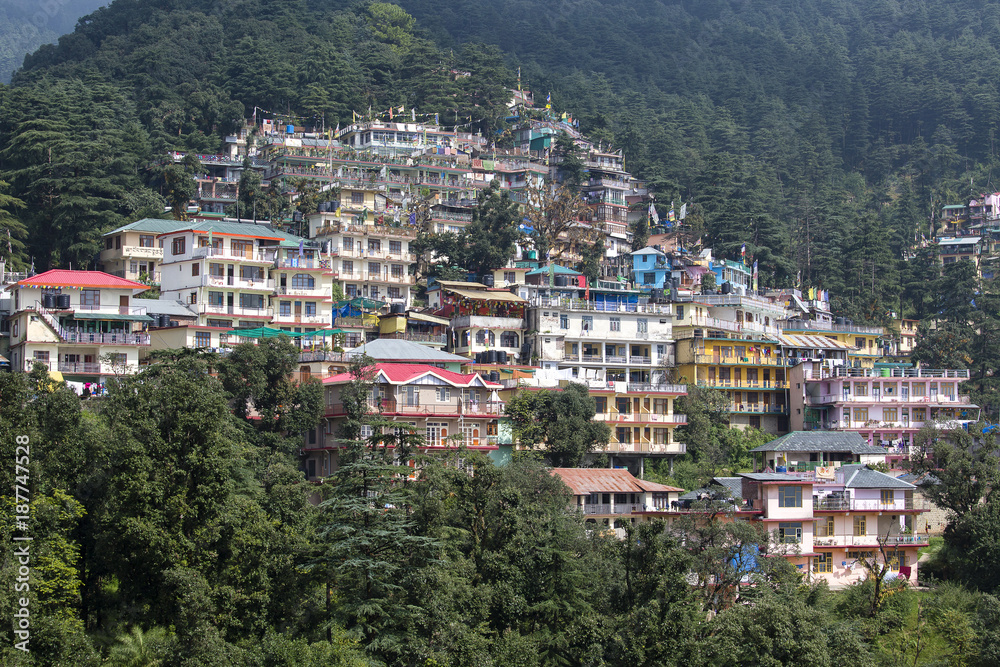 Obraz premium Houses and a pine forest in Himalaya mountains in Dharamsala, India