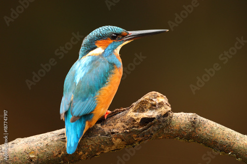 Fotografia Kingfisher perched on a branch on dark background