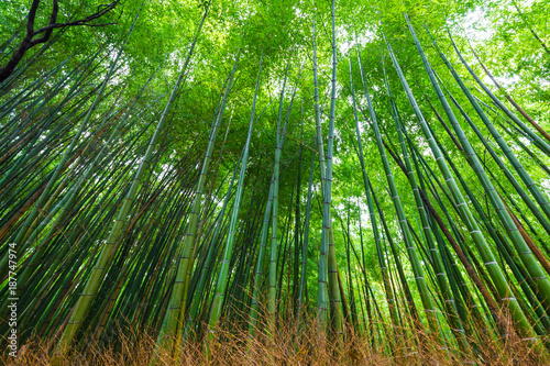 Green bamboo garden row in Arashiyama tradition sightseeing in Kyoto