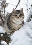 The beautiful gray cat sitting on a tree branch in snow