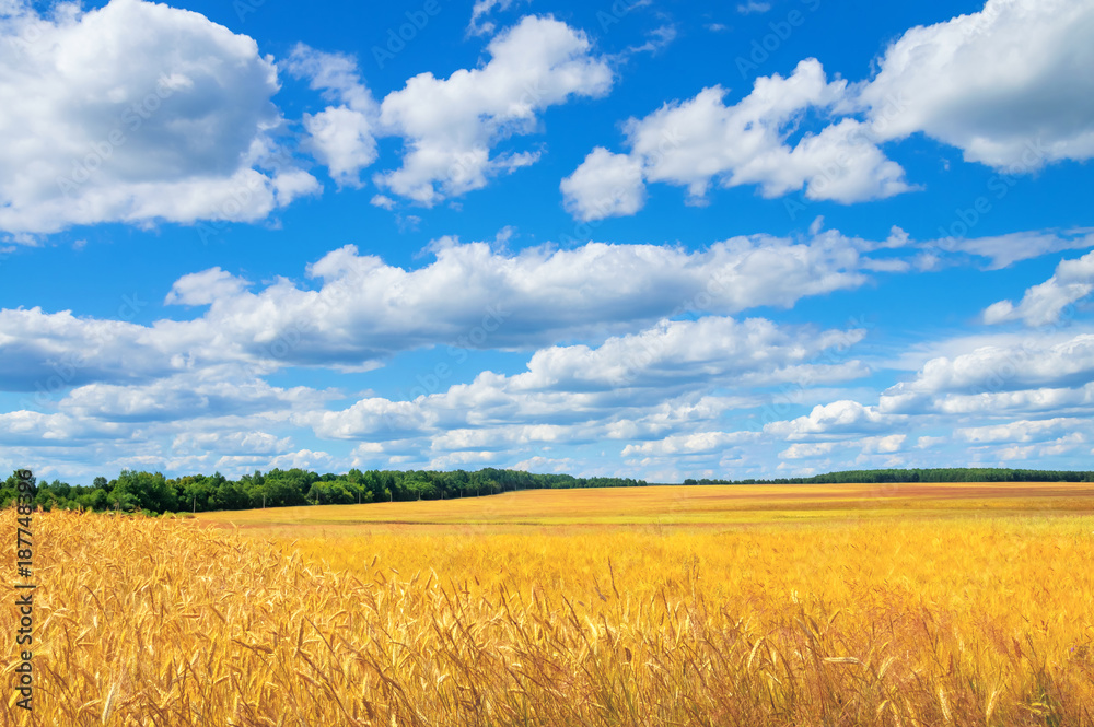 Rural scenic landscape with rye field and beautiful sky Rural scenic landscape with rye field and beautiful sky