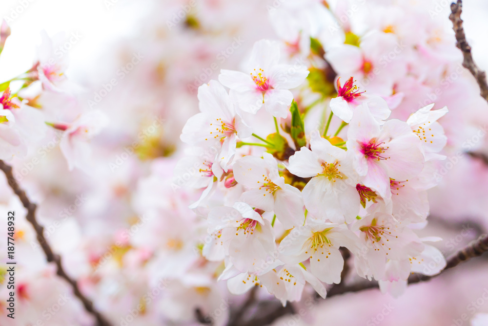 Sakura cherry blossom close up on tree branch Sakura cherry blossom close up on tree branch