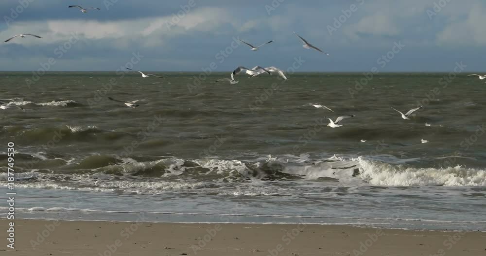 Birds with Rainbow on North Frisian Island Beach of Amrum in Germany Birds with Rainbow on North Frisian Island Beach of Amrum in Germany