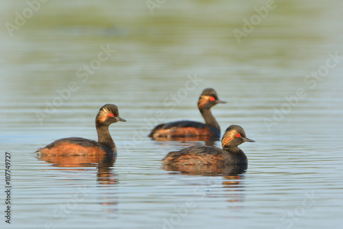 Group of Black Necked Grebes on Water