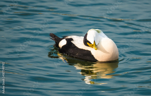 Male eider duck, a large sea-duck that has adapted to the fresh water ecosystem of the upper lake Zurich, Swizterland