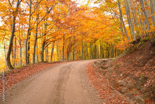 Beautiful Forest in Autumn, in Romania © Iliuta