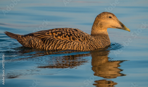 Female eider duck, a large sea-duck that has adapted to the fresh water ecosystem of the upper lake Zurich, Swizterland