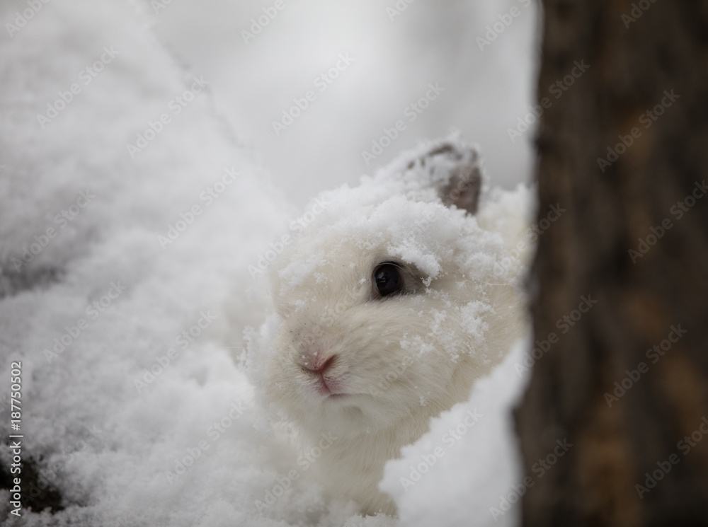 bunny,white rabbit on snow