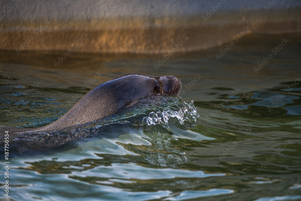 Fototapeta premium Seelöwenkopf in den Wellen