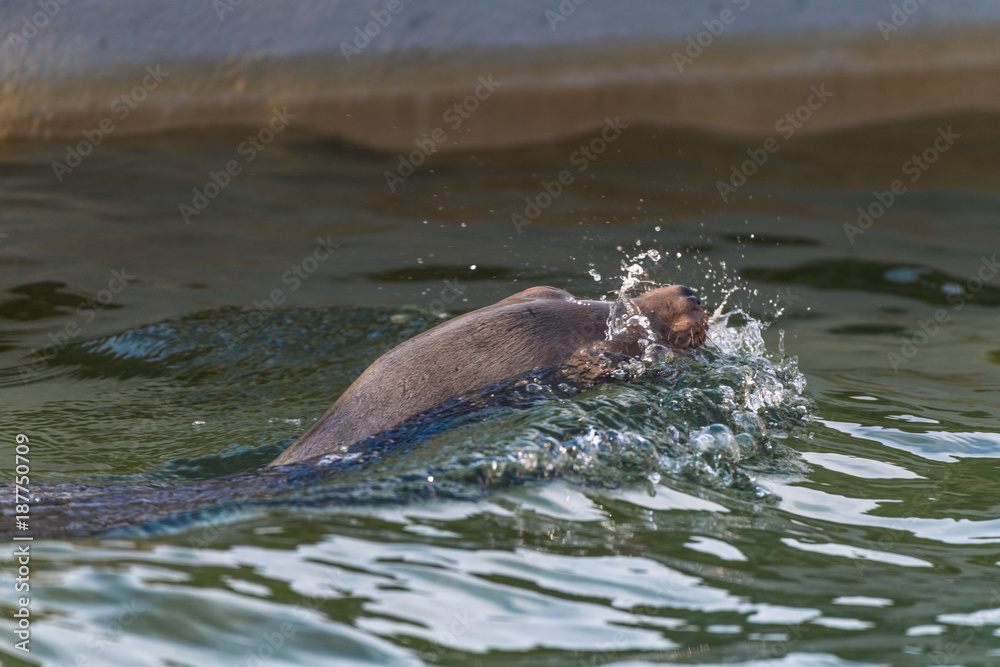 Fototapeta premium Seelöwenkopf in den Wellen