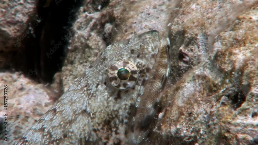 Lizardfish Sinodontidae fish masked in coral underwater Red sea. Colorful world of wild marine nature on background of beautiful lagoon. Awesome video of wildlife in Egypt. Lizardfish Sinodontidae fish masked in coral underwater Red sea. Colorful world of wild marine nature on background of beautiful lagoon. Awesome video of wildlife in Egypt.