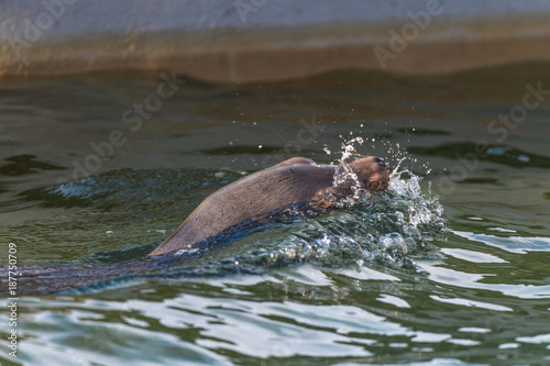 Seel  wenkopf in den Wellen