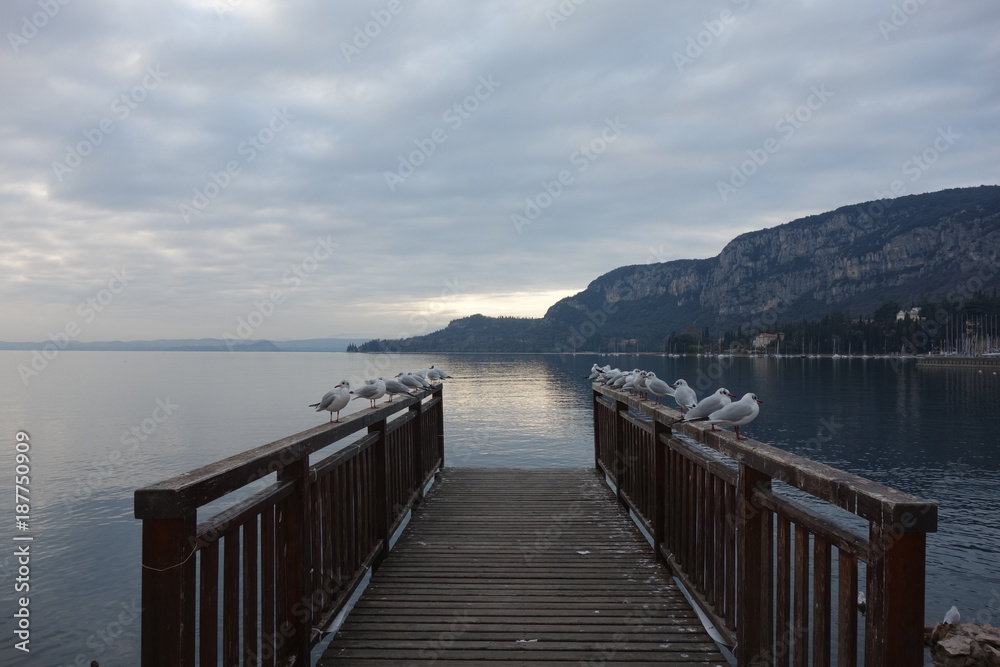 Seagulls ready for selfie on Lake Garda in Italy