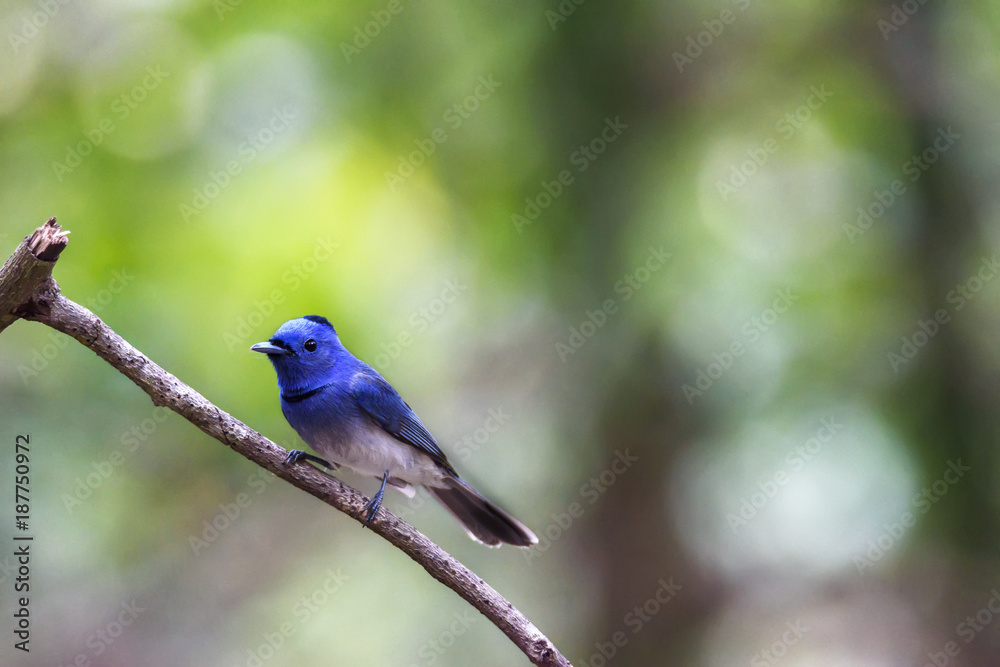 Male Black-naped monarch or black-naped blue flycatcher perching on tree branch , Thailand